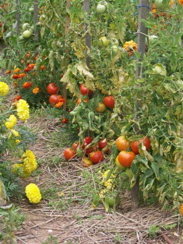 Bed and Breakfast Manoir De Chaix Truyes Екстер'єр фото